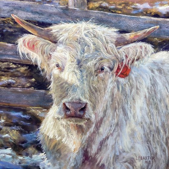 Honourable Mention - Lynda Baxter - "Mopsy Catching Rays"