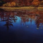 The reflections of pine trees in a pond with water lilies scattering the surface