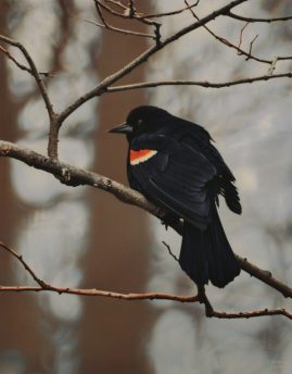Jesse Strong - Red Winged Blackbird on Branch - 11 x 14