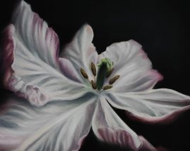 Sonia Stiplosek - White Velvet - 8 x 10