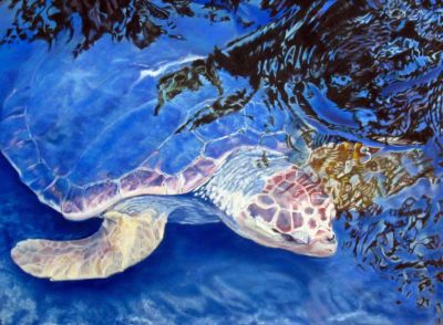 Mcdougall,Evalynne-SeaTurtle-18X24