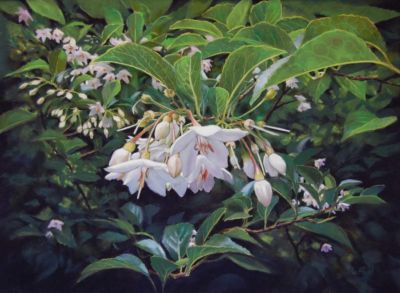 BouffardBeth-StyraxJaponica-16.75x22.75