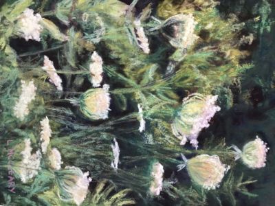 Mccleary,Lynn-QueenAnne'sLace-12x9