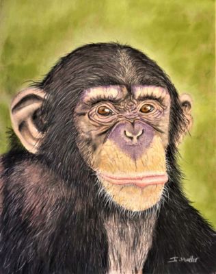 Mueller,Ingrid-Chimp-14x11