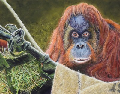 Catherine-Sheppard-Majestic-Orangutan-14x18